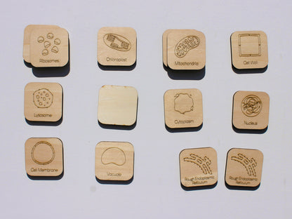 Parts of a Cell Matching Game | Wooden Cell Organelles & Biology Learning Game